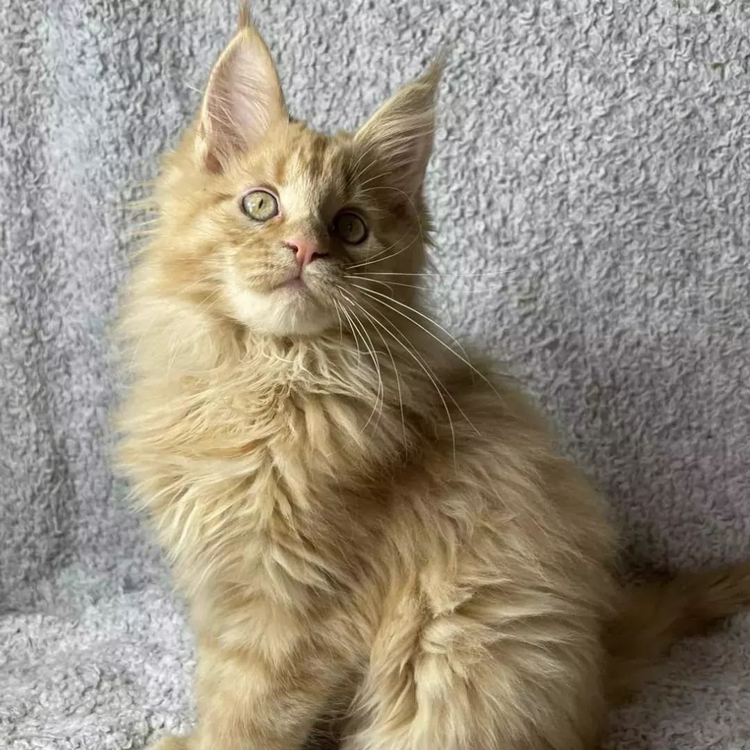 Hugo1