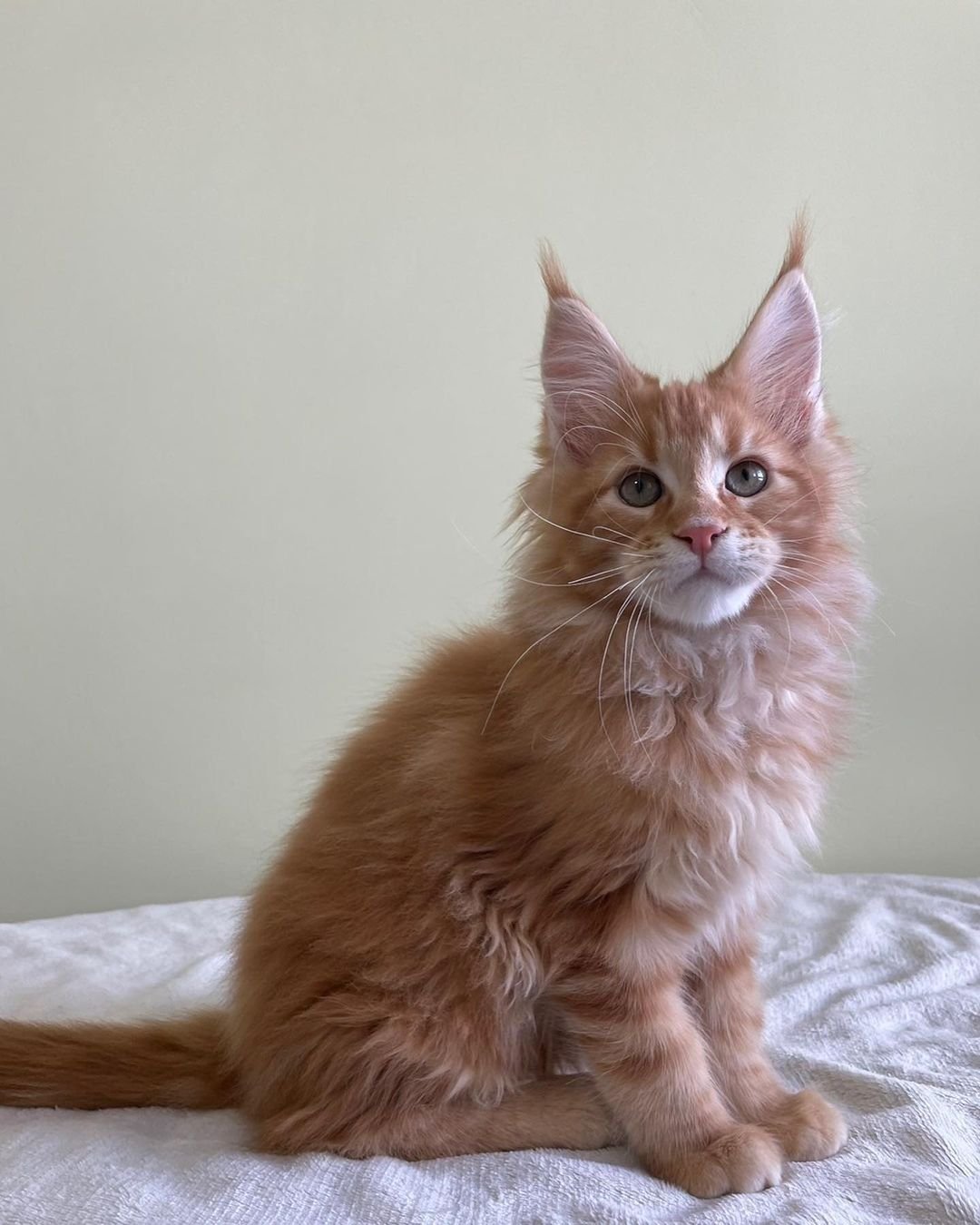 Janita